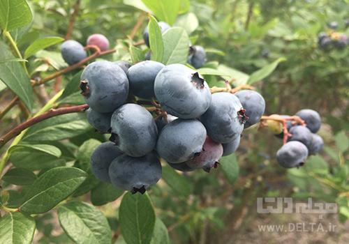 blueberry راز سلامتی در پیری ؛ در دستان شما