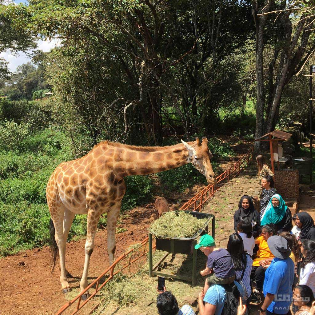 جاهای دیدنی کنیا