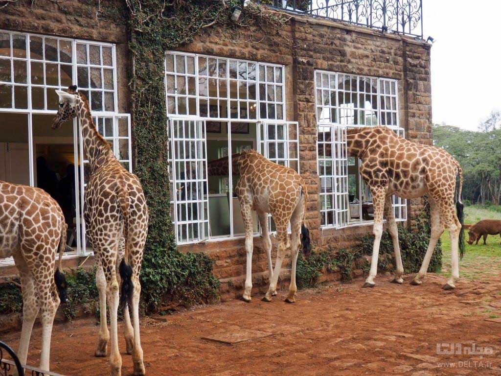 Giraffe Manor Nairobi Kenya 143 of 143 1024x768 ترمینال حیات وحش کنیا (+ویدئو)