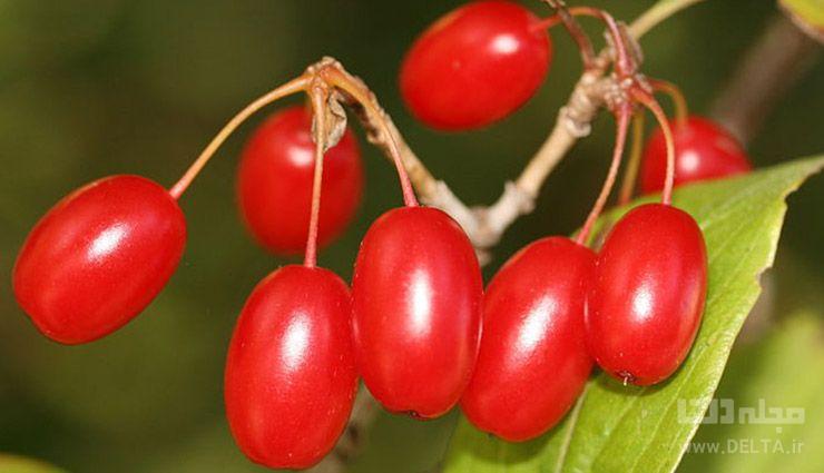 خواص زغال اخته