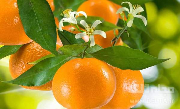 بهار نارنج چیست