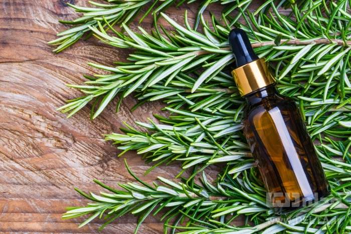 روغن رزماری برای مو