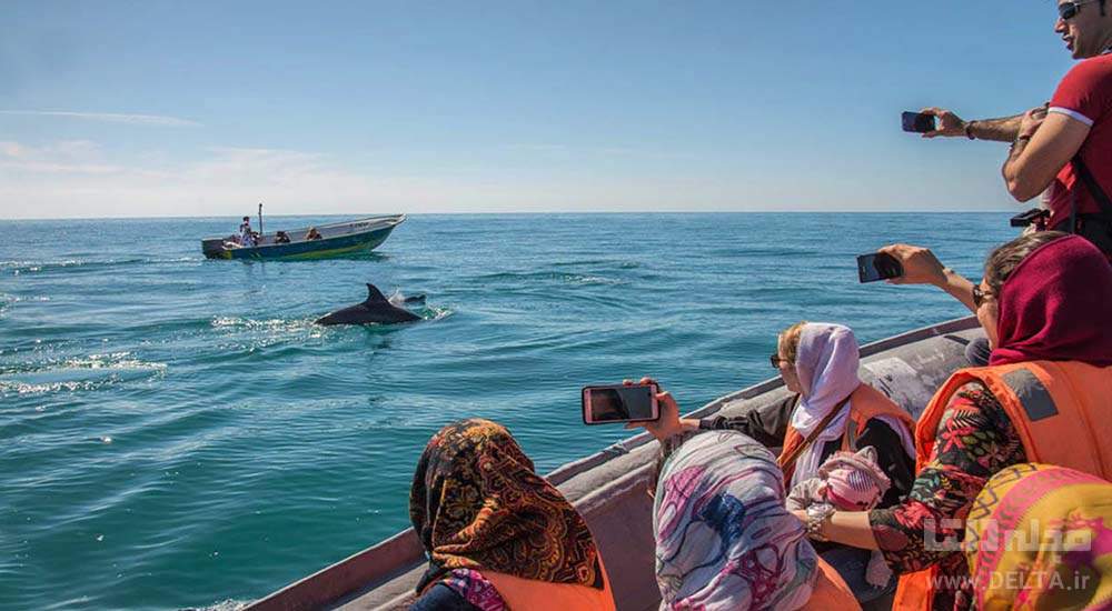 دلفین های خلیج فارس