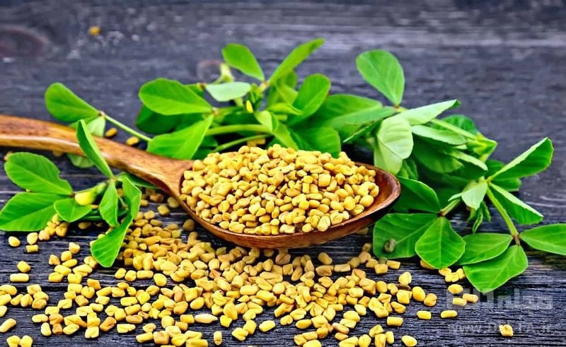 خواص شنبلیله