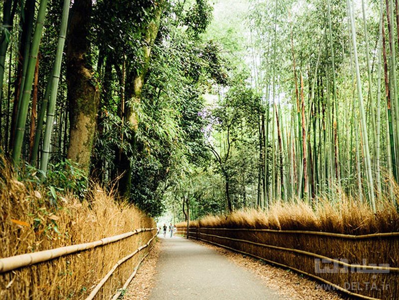 جنگل بامبو، ژاپن جاذبه های گردشگری عجیب دنیا