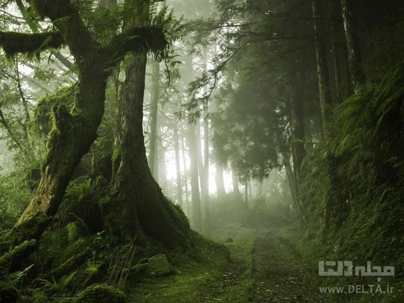 جنگل تایپینگ شان دیدنی های تایوان