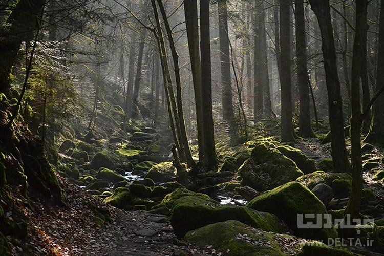 جنگل‌ سیاه، آلمان جاذبه های گردشگری عجیب دنیا
