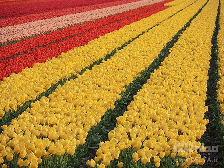 سرزمین لاله‌ها (Tulip Fields)، هلند جاذبه های گردشگری عجیب دنیا