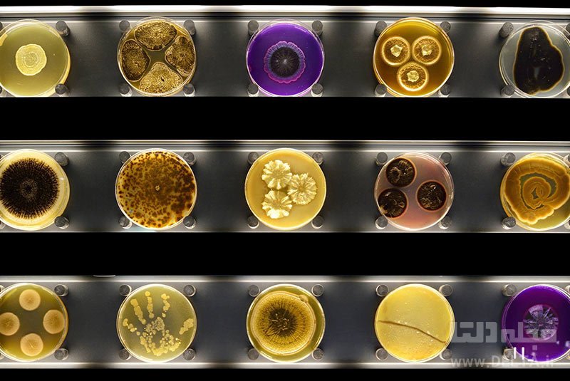 میکروب شناسی در موزه میکروپیا