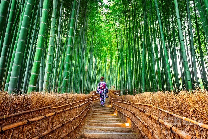 جنگل های بامبوی ساگانو تصاویری شگفت‌انگیز از ژاپن