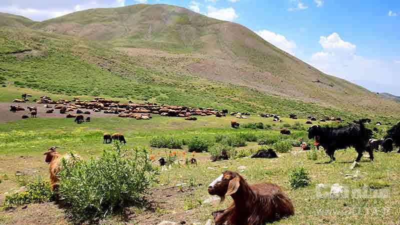 روستای زنوزق