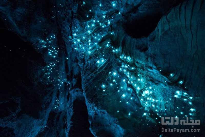 غارهای کرم شبتاب نیوزیلند