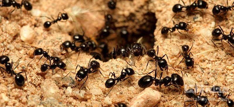 مرگ مورچه های تنها