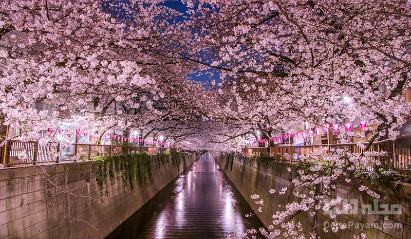 فستیوال‌ های ژاپن جشن شکوفه های گیلاس ژاپن