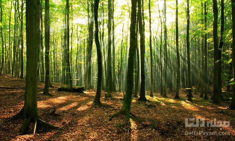چرا جنگل راش مهم است؟