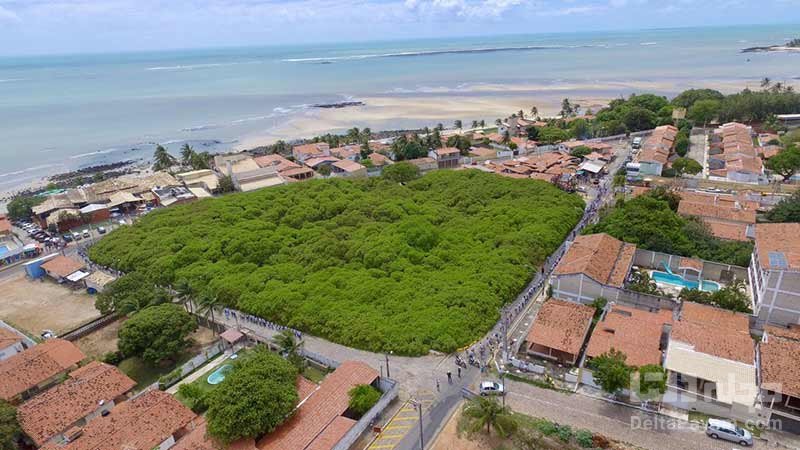 بزرگ ترین درخت کاشو در جهان در برزیل