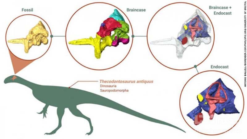 بازسازی مغز دایناسور تکودونتوسور