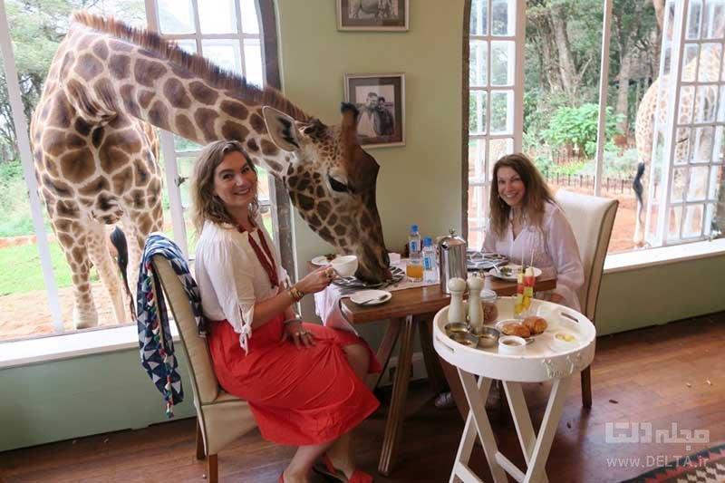 هتل زرافه کنیا