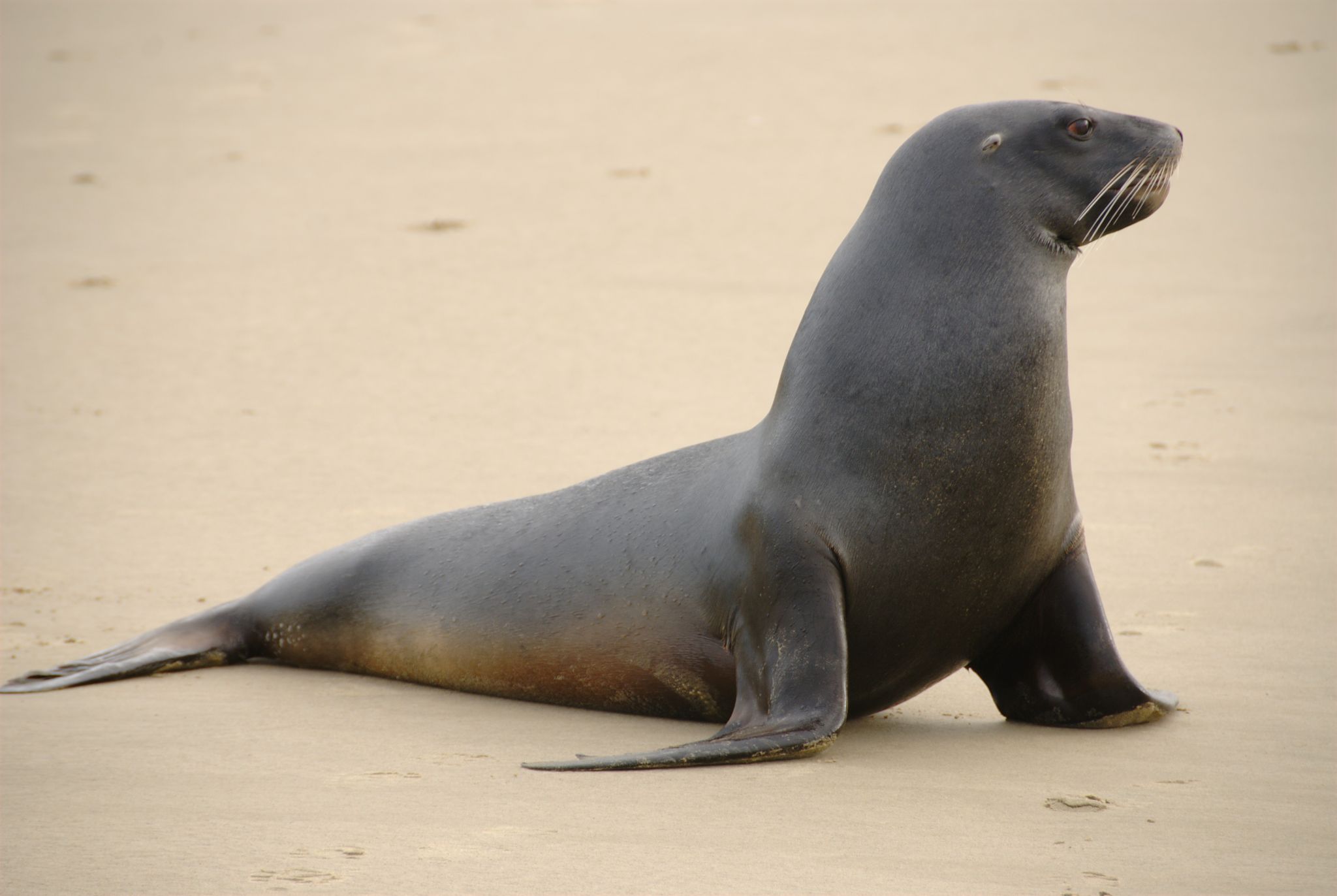    New Zealand Sea Lion Scaled 