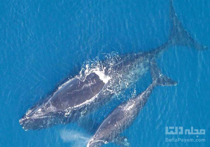 نهنگ شکار اطلس شمالی