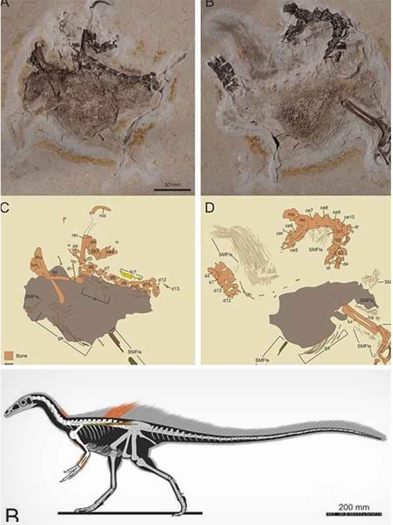 کشف فسیل دایناسور جدیدی با ویژگی منحصربه‌فرد