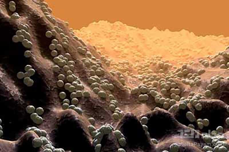 مدل سازی رایانه ای از باکتری های Coccus