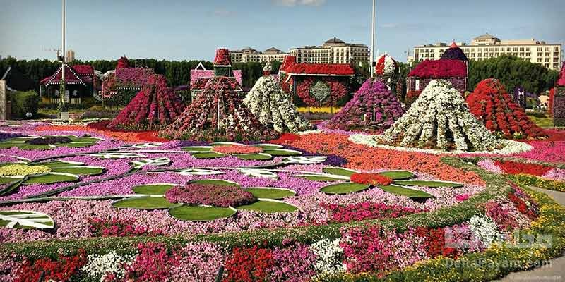 باغ گل معجزه دبی اامارات متحده