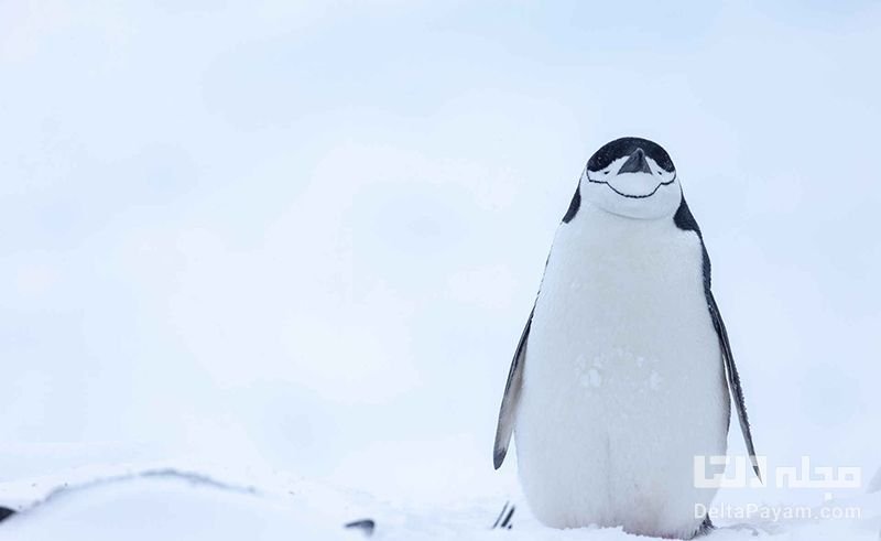 چگونگی یخ نزدن پنگوئن ها