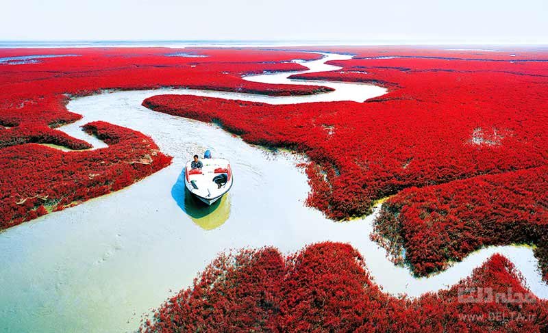 ساحل قرمز پانجین چین
