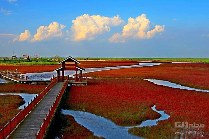 پوشش و دلیل شکل‌گیری ساحل قرمز پانجین