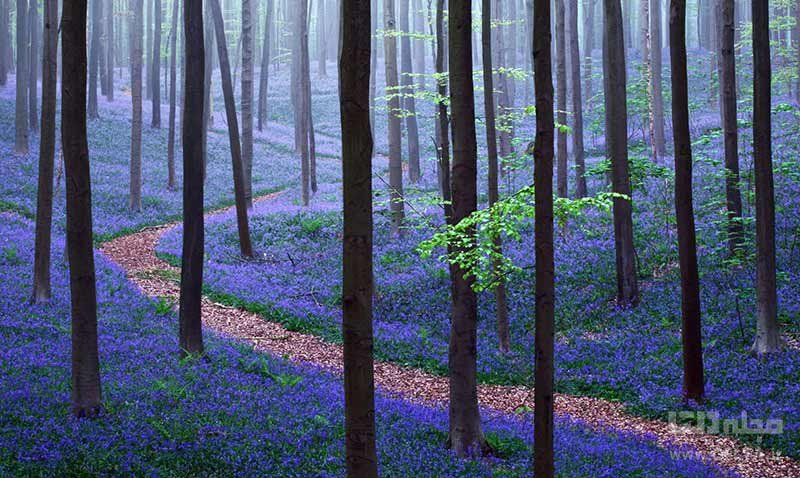 هالرباس (Hallerbos) یا جنگل آبی