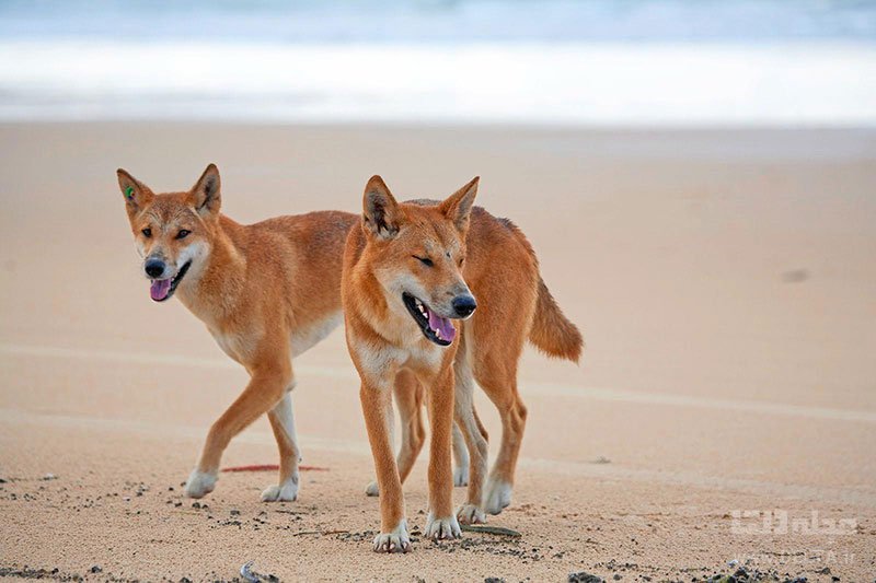 حیواناتی که ساحل فریزر را خطرناک می‌کنند