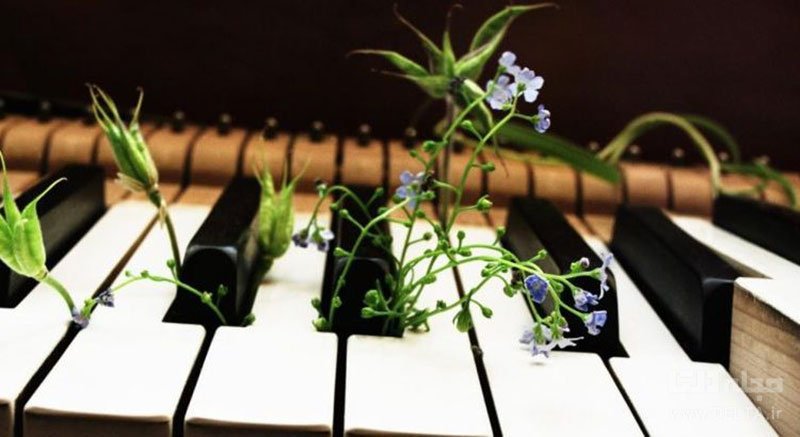 تأثیر موسیقی بر رشد گیاهان