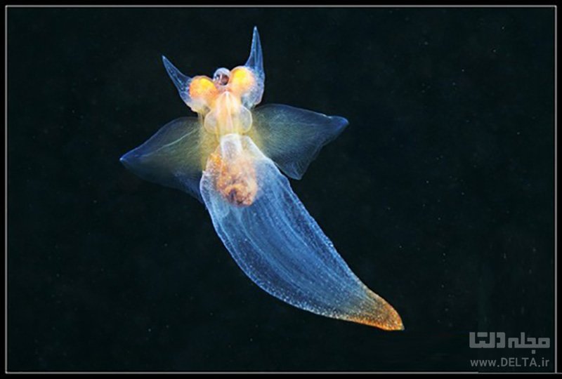 موجودات شگفت انگیز اقیانوس ها