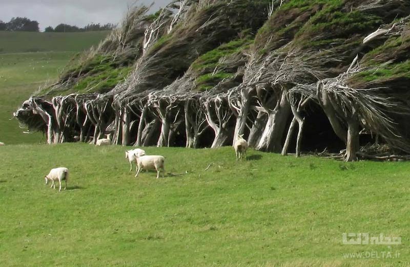 آشنایی با درختان اسلوپ پوینت در نیوزیلند