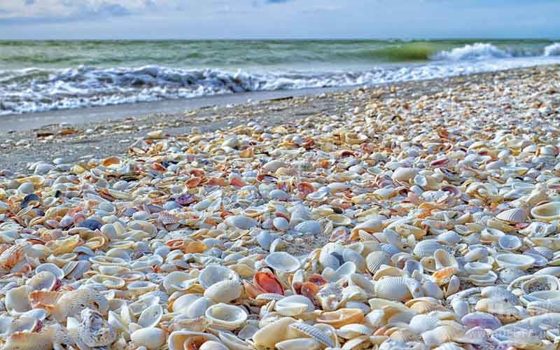 چرا صدف ها صدای اقیانوس می دهند