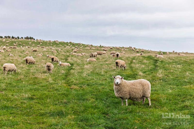 منطقه درختان اسلوپ پوینت در نیوزیلند محل پرورش گوسفند
