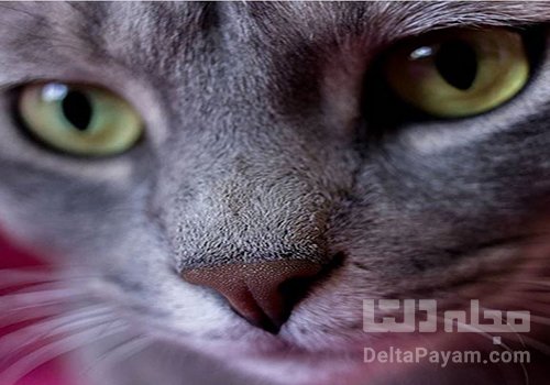 بینی گربه ها پیش نویس مطالب تلگرام