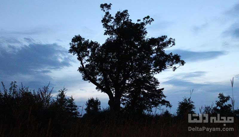 درخت شیطان نیوجرسی