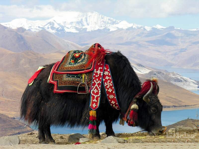 عقاید عجیب مردم تبت