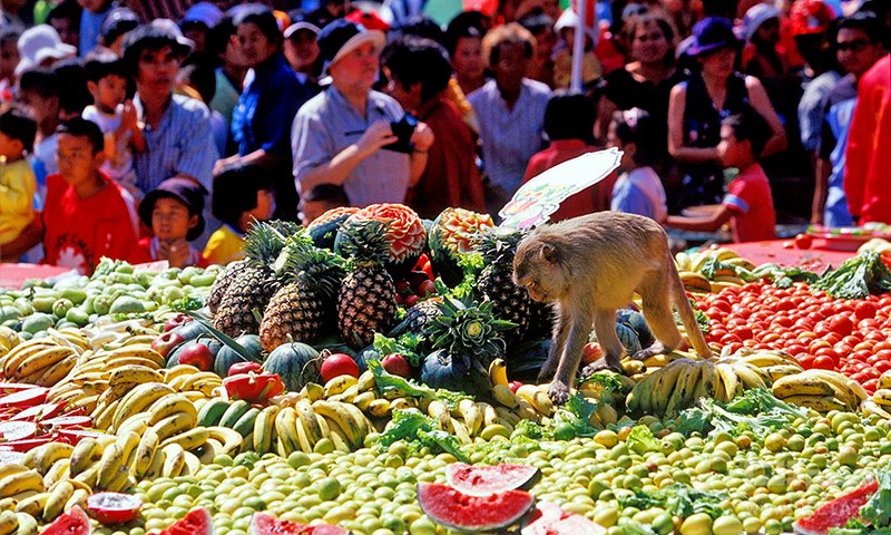 فستیوال پذیرایی از میمون ها