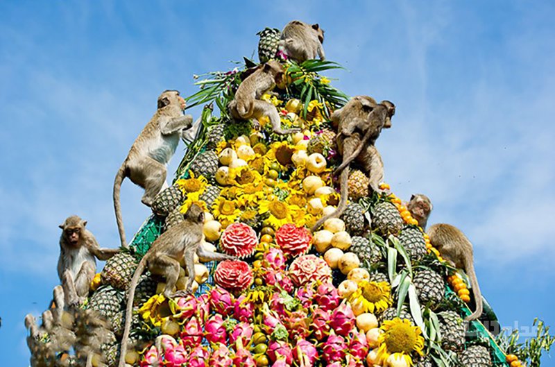 فستیوال پذیرایی از میمون ها