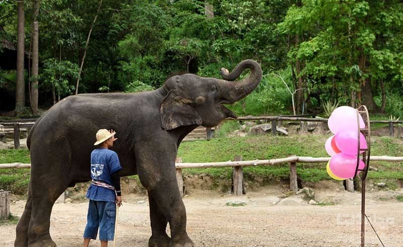 فیل های تایلندی