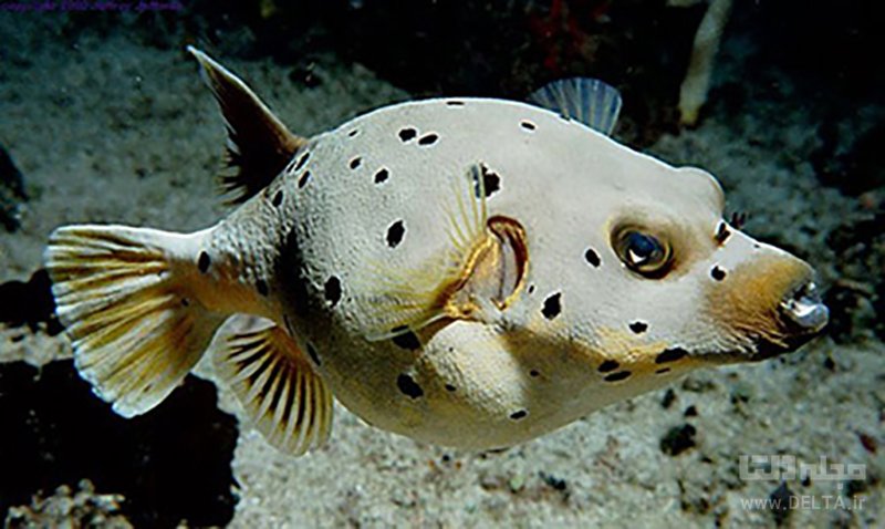 Рыбы собака отзывы. Arothron nigropunctatus. Аротрон черноточечный Arothron nigropunctatus. Краснохвостый тетрадон. Морская собака.