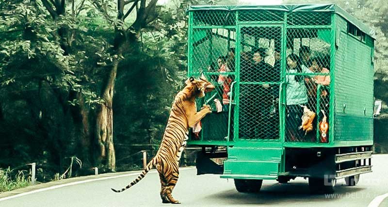 باغ وحش له لدو در چین