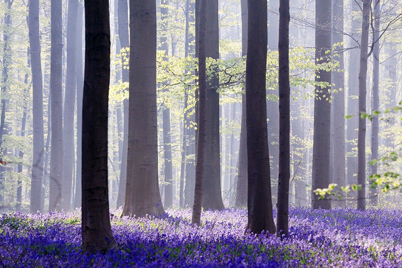 جنگل آبی در بلژیک