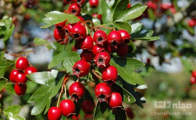 خواص زالزالک برای سلامتی