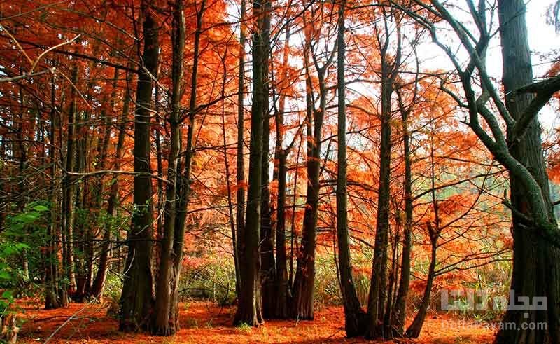 زیباترین جنگل ها در ایران