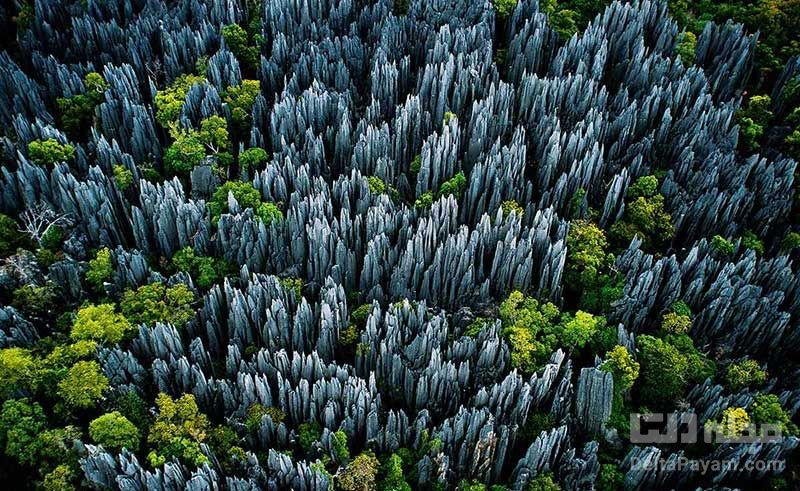جنگل چاقوها در ماداگاسکار