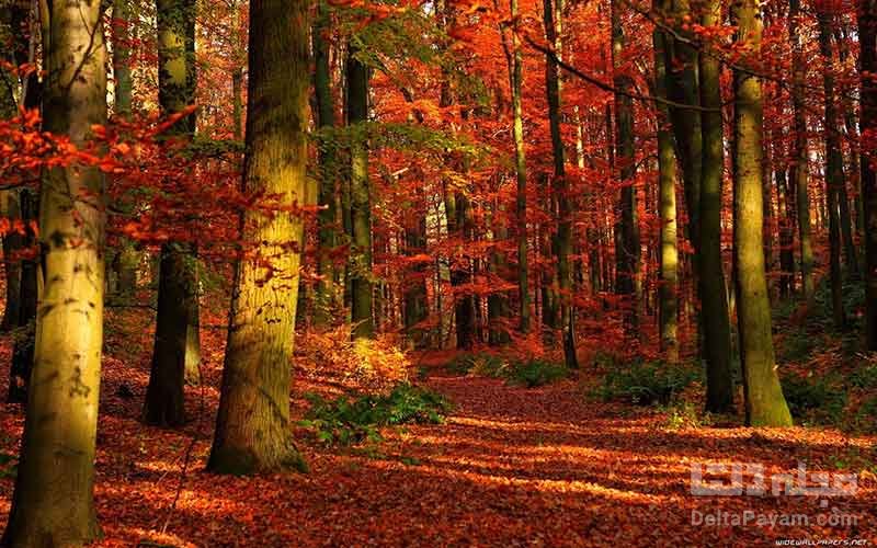 زیباترین جنگل ها در ایران